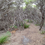 Track just north of Ly-ee-moon graveyard (107485)