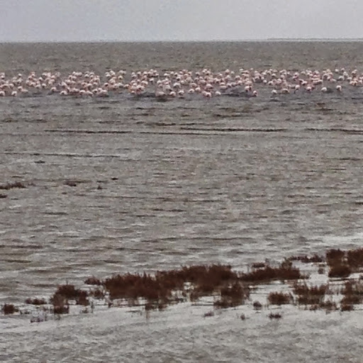Flamingoes in the Camargue. From 100 Places in France Every Woman Should Go 