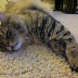 Cat pictures