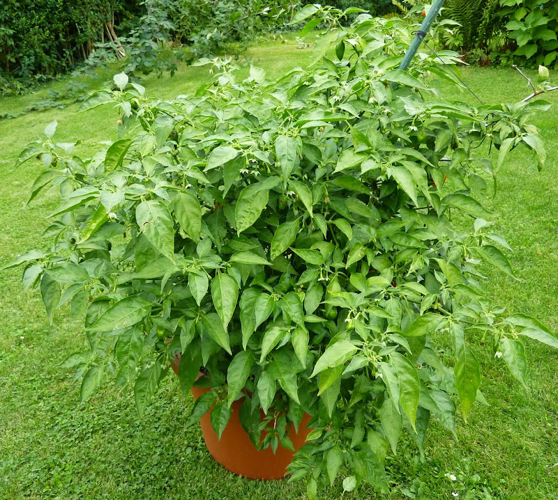P1270149.JPG