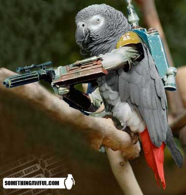 Lucu! Ini Jadinya Jika Burung Punya Tangan