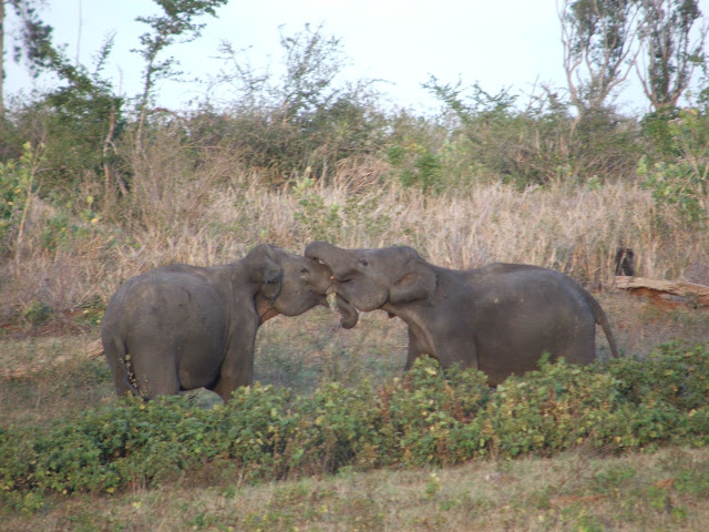 DSCF4159.JPG
