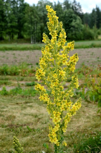 verbascum2.jpg