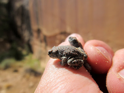 A couple of the dozens of toads near the rock art