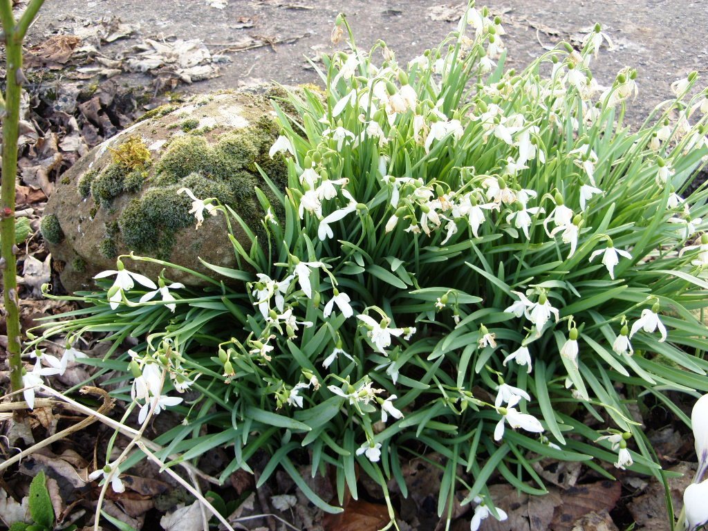 Kelli's Northern Ireland Garden Bulbs (tulip, cyclamen, crocus, snowdrop)