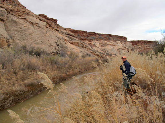 Bushwhacking along the San Rafael River