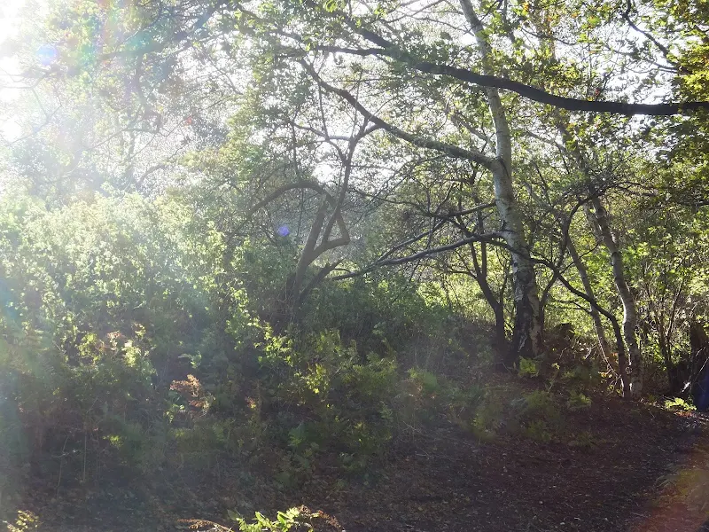 Mardley Heath woodland