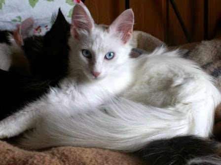 Jenis kucing peliharaan terpopuler kucing Anggora 3