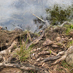 Roots on the edge of Myall Lakes