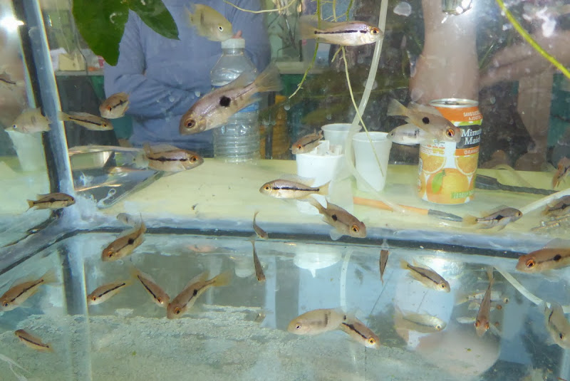 Bourse aquariophilie ARA le 9 mars 2014 a Ris-Orangis(91) P1000278