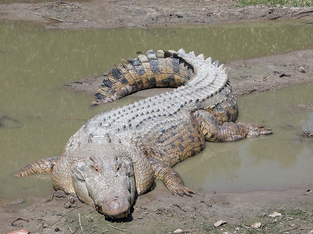 تعرف على أثقل الحيوانات في العالم (صور)  8-+Saltwater-crocodile