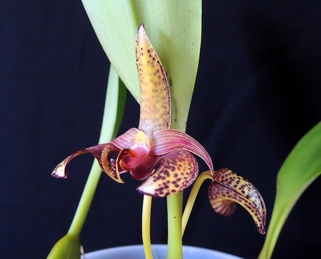 Bulbophyllum sumatranum DSCN0533