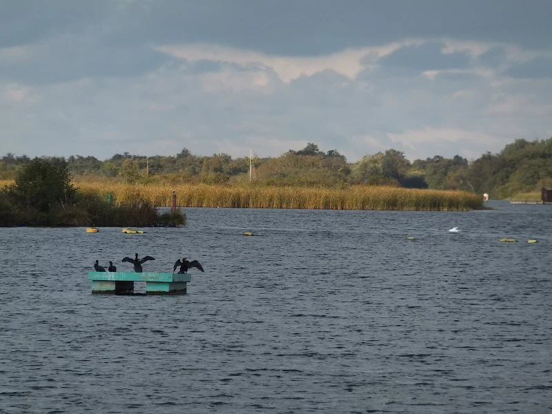 Cormorants on Barton Broad