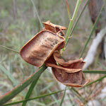 Seed pods (106870)