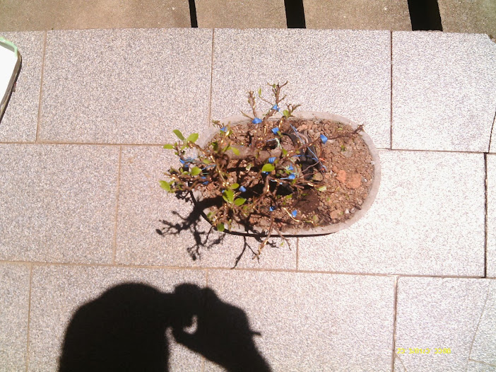 Ficus Microcarpa , Tronco Duplo... IMAG0370