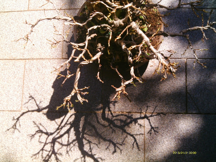Ficus Microcarpa Começando... IMAG0146