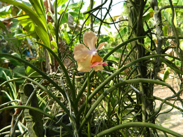 Орхидеи и прочая красота на о. Пхукет - Страница 16 DSCN0167
