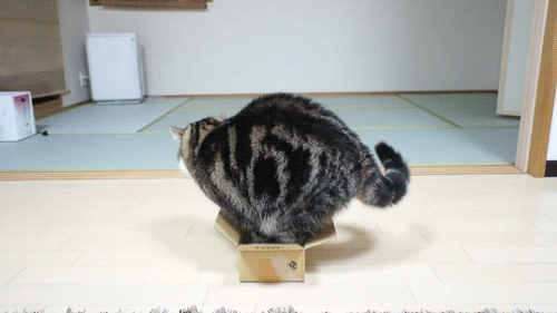 Cat-in-box