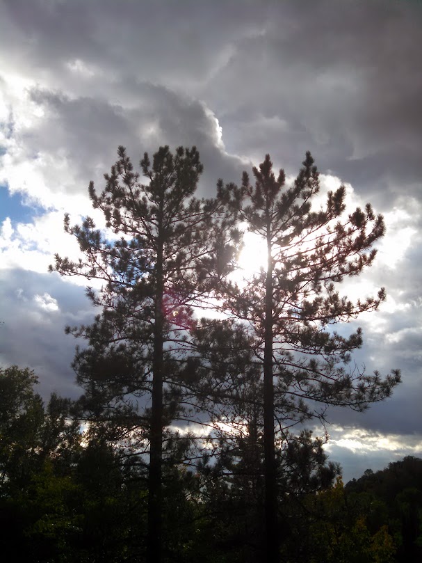 trees sky clouds sun