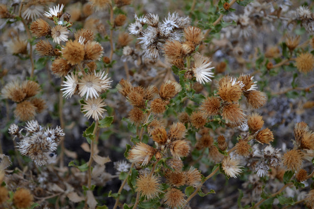 seeds and dry flowers