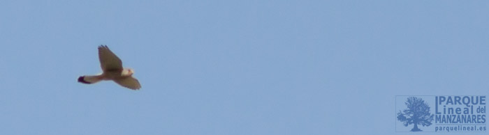 halcón peregrino