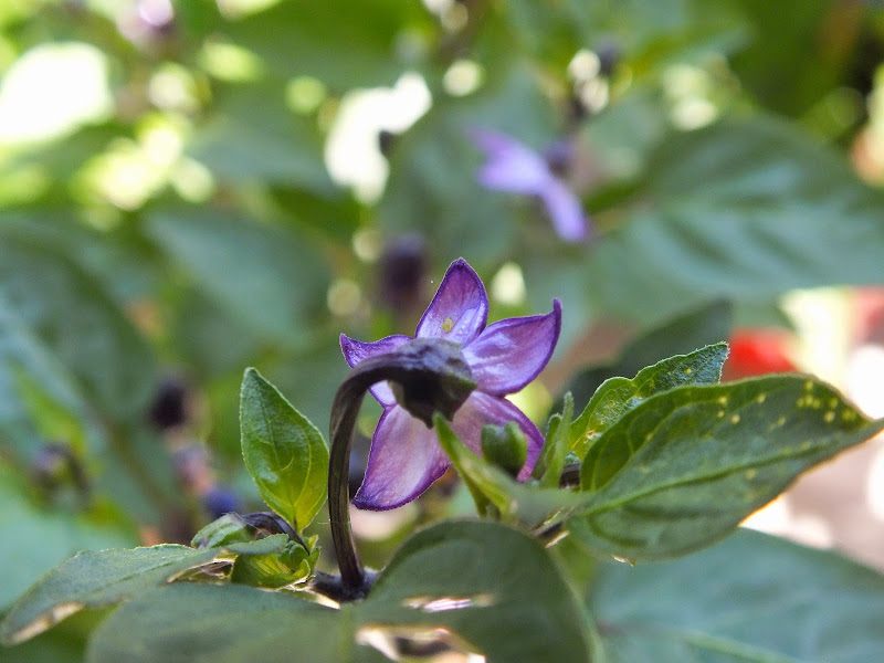 DSCF3720.JPG