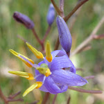 Blue Flax-Lily (Dianella longifolia) (344242)