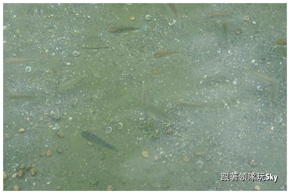 花蓮景點推薦-摸蜆仔兼洗褲+蜆仔霜淇淋【立川漁場】 花蓮景點推薦-摸蜆仔兼洗褲+蜆仔霜淇淋【立川漁場】