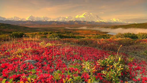 Alaskan Tundra in Autumn, Denali National Park, Alaska.jpg