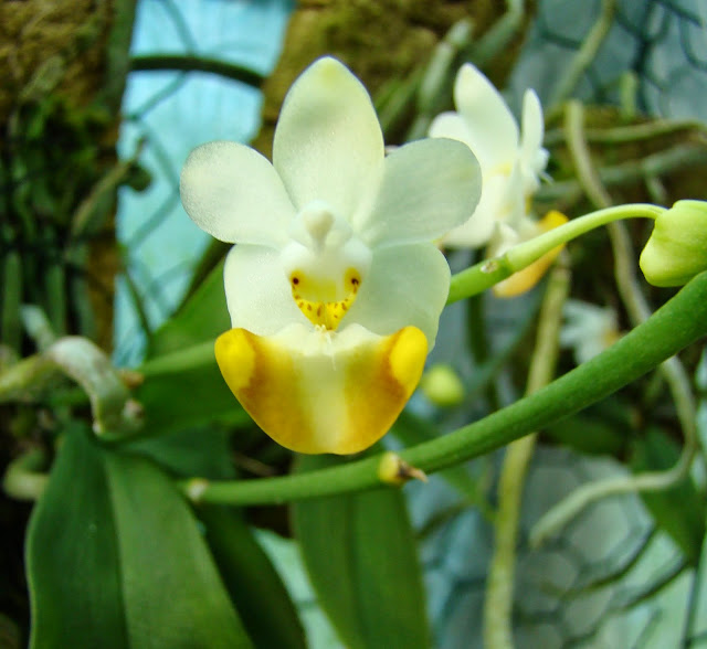 Phalaenopsis lobbii var vietnamensis DSC00874