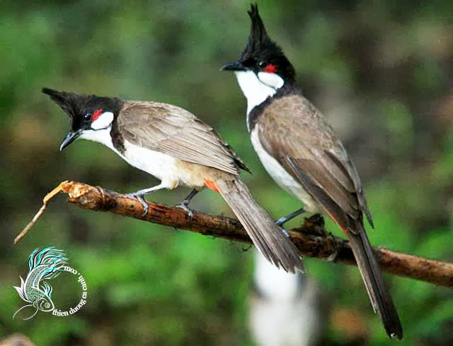 Tìm hiểu về chào mào mái ro - Một trong những loài chim hot trong nuôi chim  tại Việt Nam
