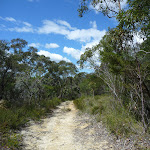 Track to Nerang Viewpoint (305891)