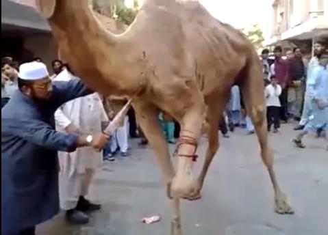 camel+kill+1.JPG