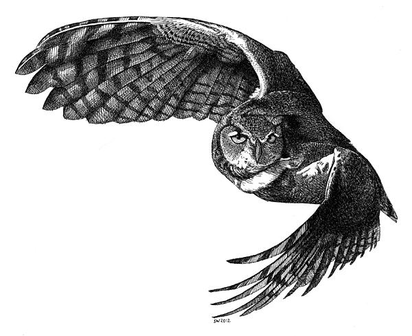 flying-owl-scott-woyak.jpg