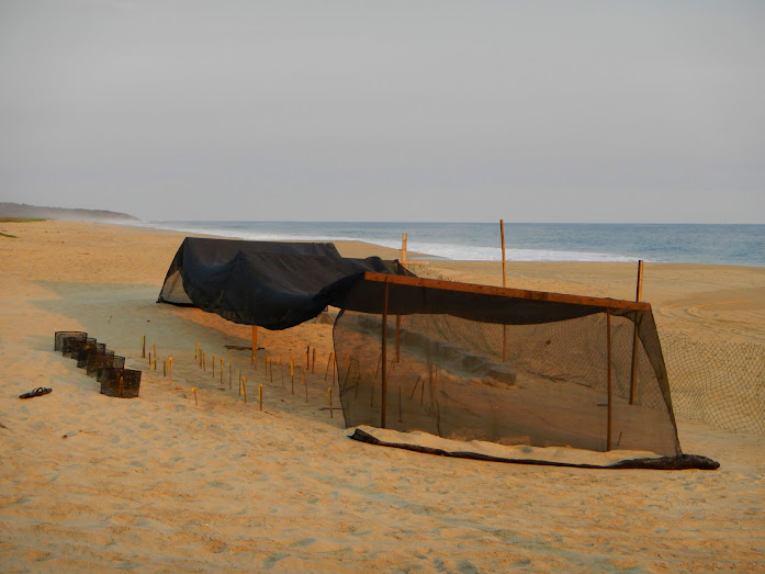 Playa Delfin turtle area