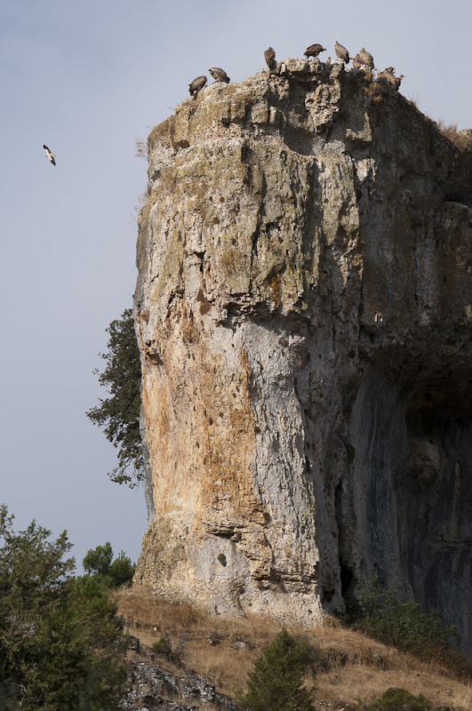 Alimoche sobrevolando un risco del Cañon del Río Lobos con Buitres Leonados.