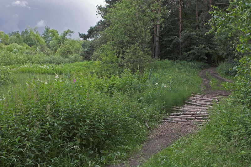 Орехово. Долина речки Язвенки. Лето 2013 г.