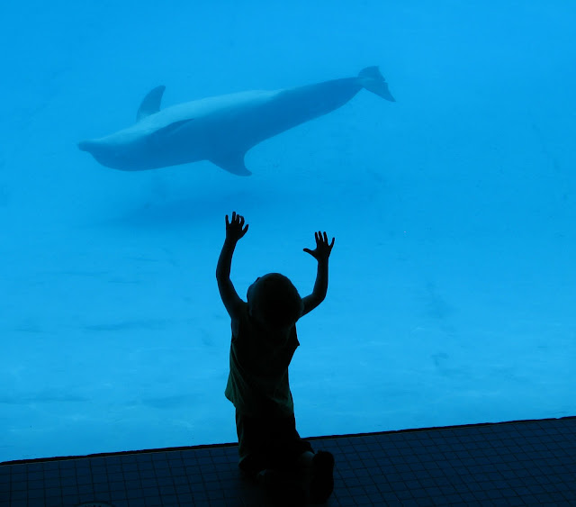 underwater dolphin texas state aquarium
