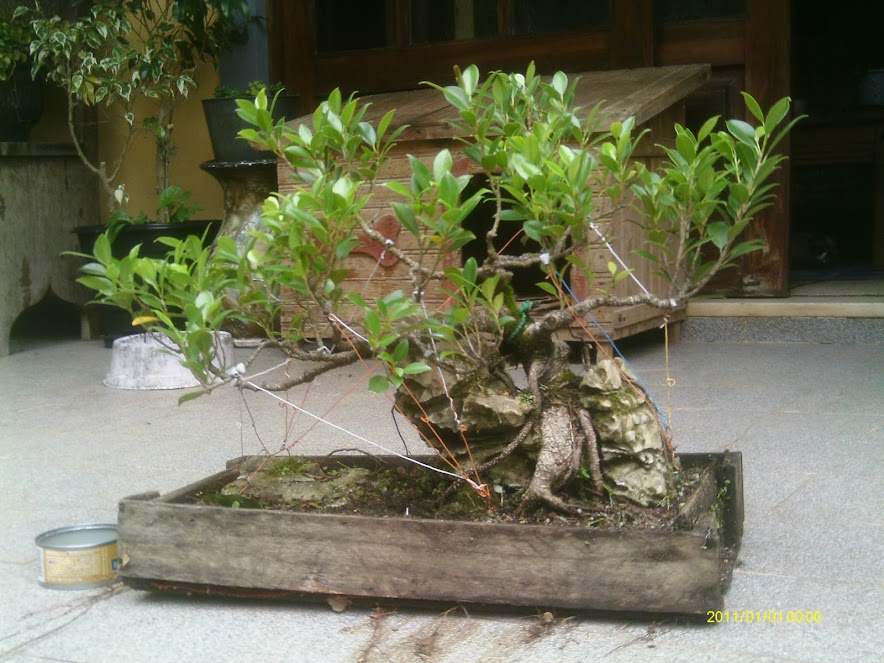 Ficus Microcarpa Tiger Bark pra reforma... IMAG0287