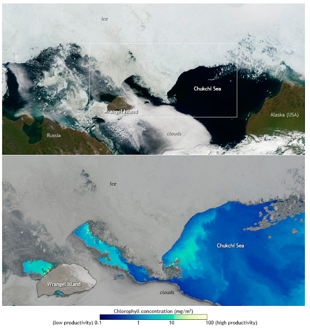 Alerta en el Ártico por la evolución de distintos parámetros bioclimáticos Retiro-hielo-aumento-fitoplacton