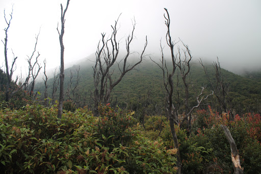 photo of Hutan Mati, Gn. Papandayan