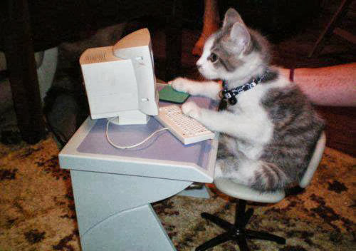 Kucing main komputer