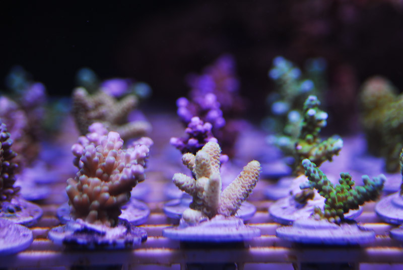 coral20110527-03.jpg