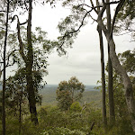 Forest views near Mt Sugarloaf (325070)