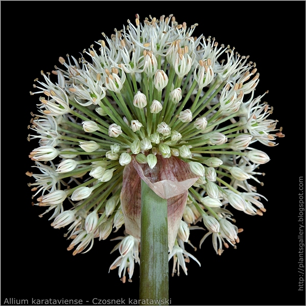 Allium karataviense inflorescence - Czosnek karatawski kwiatostan od dołu