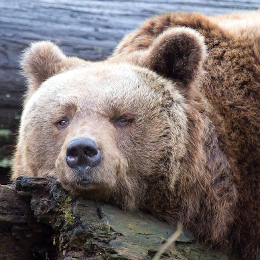 bearze