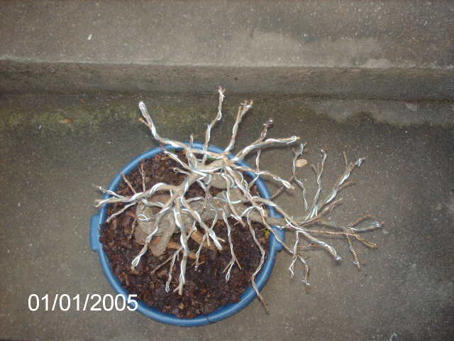 Ficus Nerifolia, Uma raiz de 3 anos... PICT0984