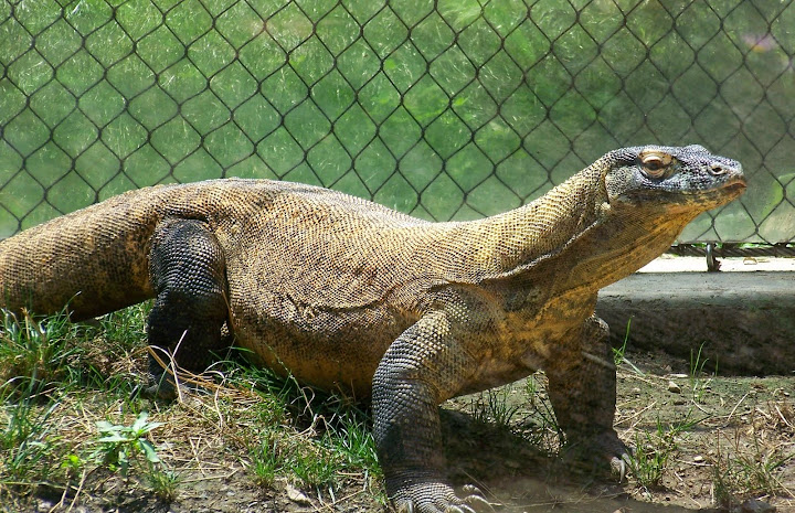 Komodo Dragon. From Conservation and Education at the Pittsburgh Zoo and PPG Aquarium