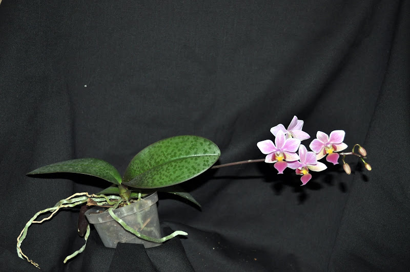 Phalaenopsis Cassandra DSC_0006