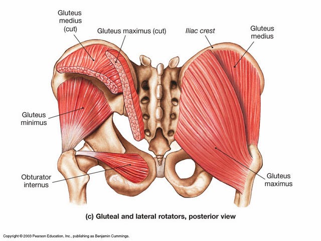 臀中肌 Gluteus Medius Muscle 小小整理網站smallcollation